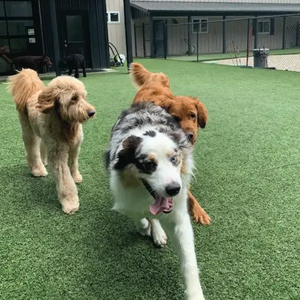 Aussie's Trip to Australia's pet