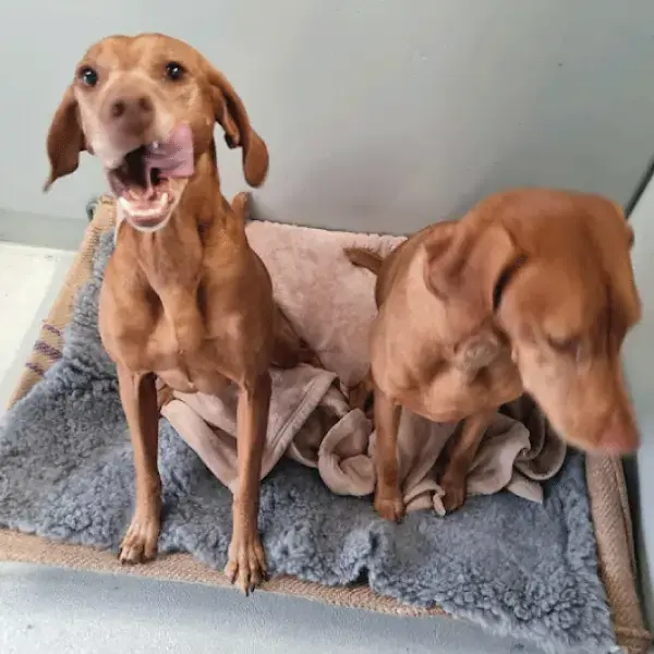 Maya & Callie's Trip to New Zealand's pet