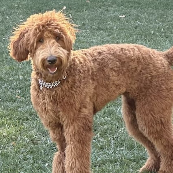 Rumi's Trip to England's pet