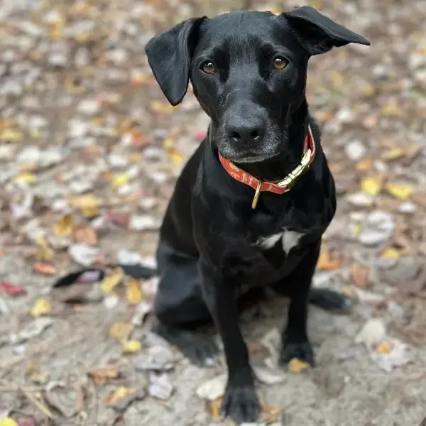 Sadie & Scout's pet