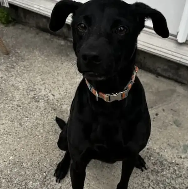 Skip's Trip to Germany's pet