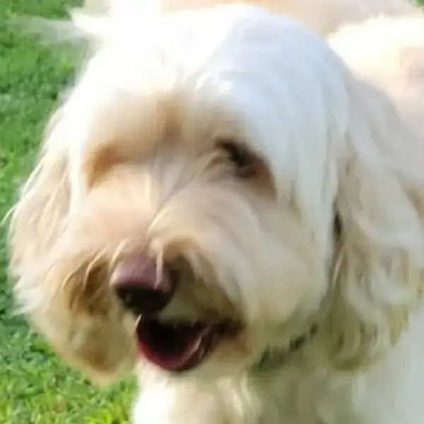 Sky's Trip to England's pet