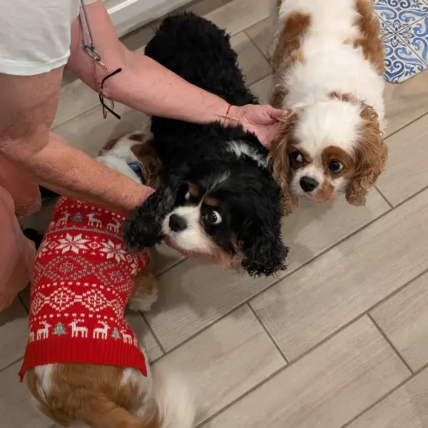 Rufus, Arlo, & Buddy's Trip to Spain's pet