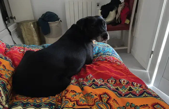 Jazzy & Puddin's Trip to Prague