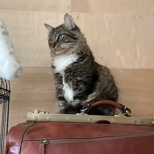 14 Pets to Ireland's pet