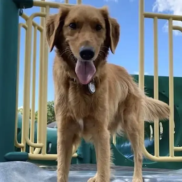 Ted's Trip to Scotland's pet