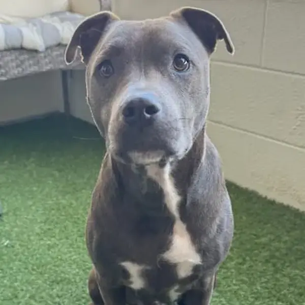 Staffordshire Terrier to Barcelona's pet