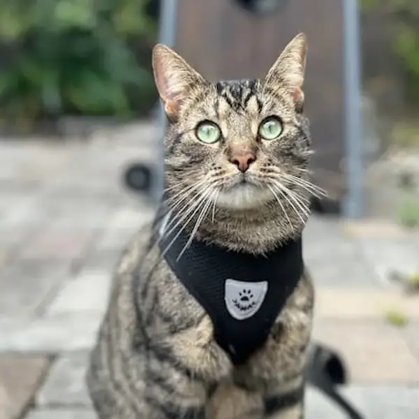 Tiggle's Trip to New Zealand's pet