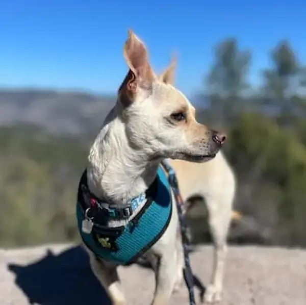 Trek to Thailand's pet