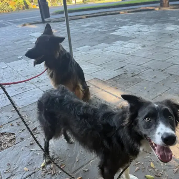 Heidi &&nbsp;Oscar's pet