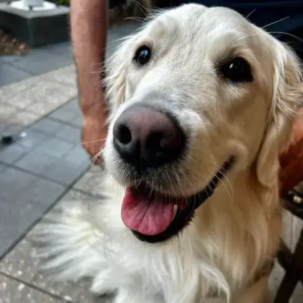 Willow's Trip to Australia's pet