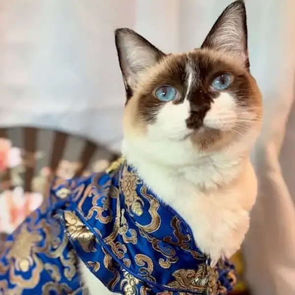 Zelie's Trip to Hong Kong's pet