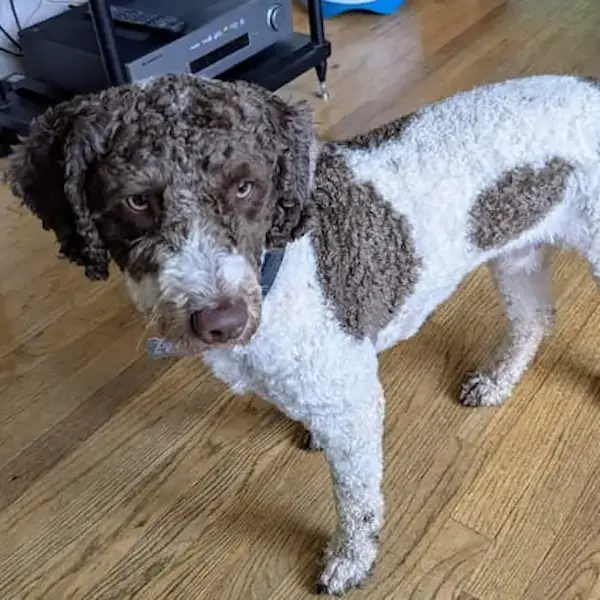 Ziggy & Tilly's Trip to England's pet